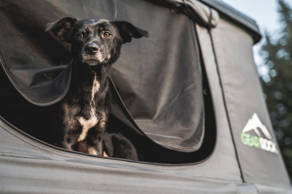 Hund im Dachzelt